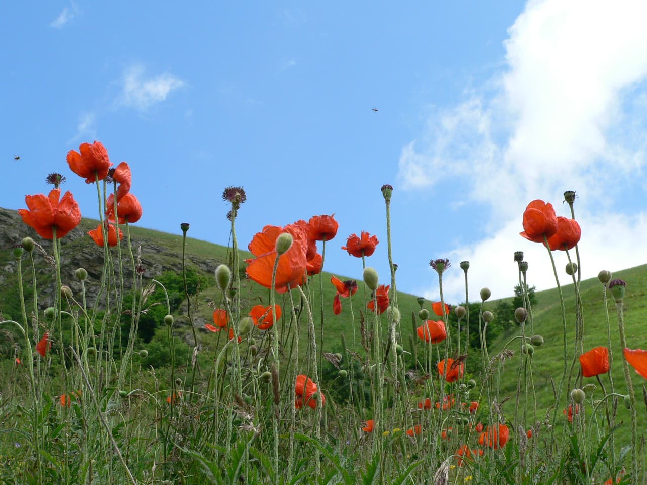 Red poppy flowers with green stems and leaves against green hills and blue sky with scattered clouds