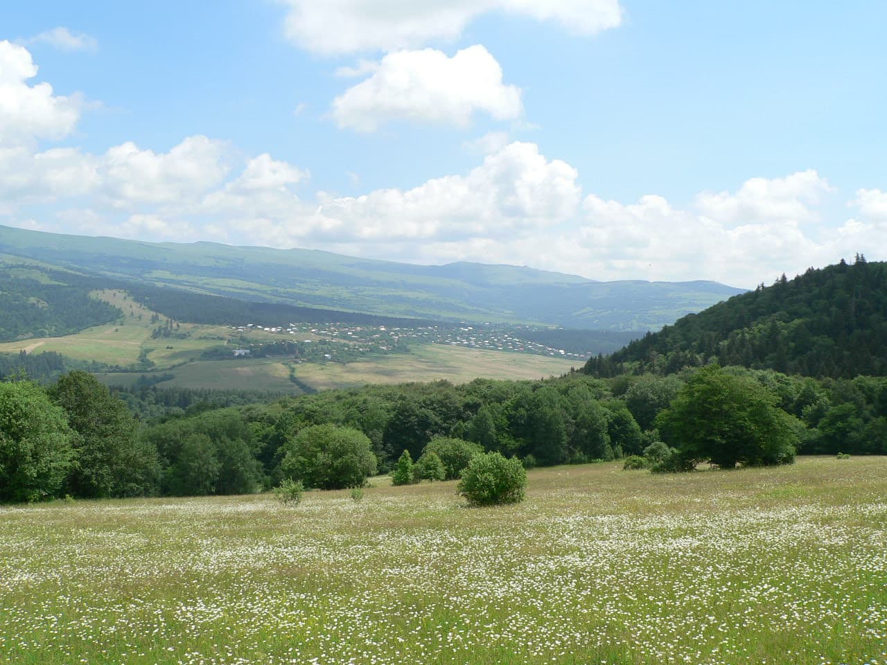 Grassy field with white wildflowers, scattered trees, and forested hills under a partly cloudy sky