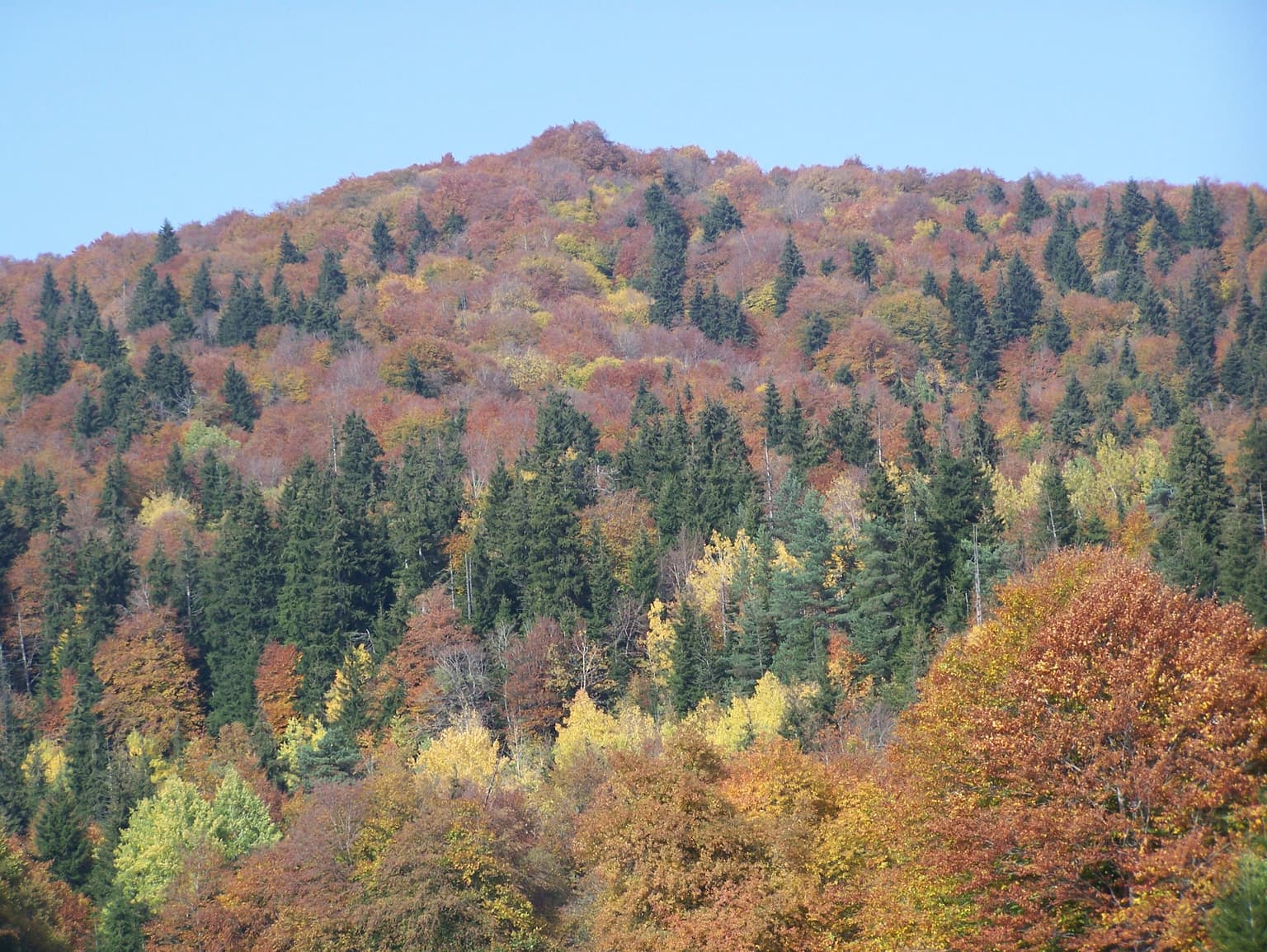 Wide view of forested hills under clear blue sky, with autumn foliage in shades of green, red, and yellow.