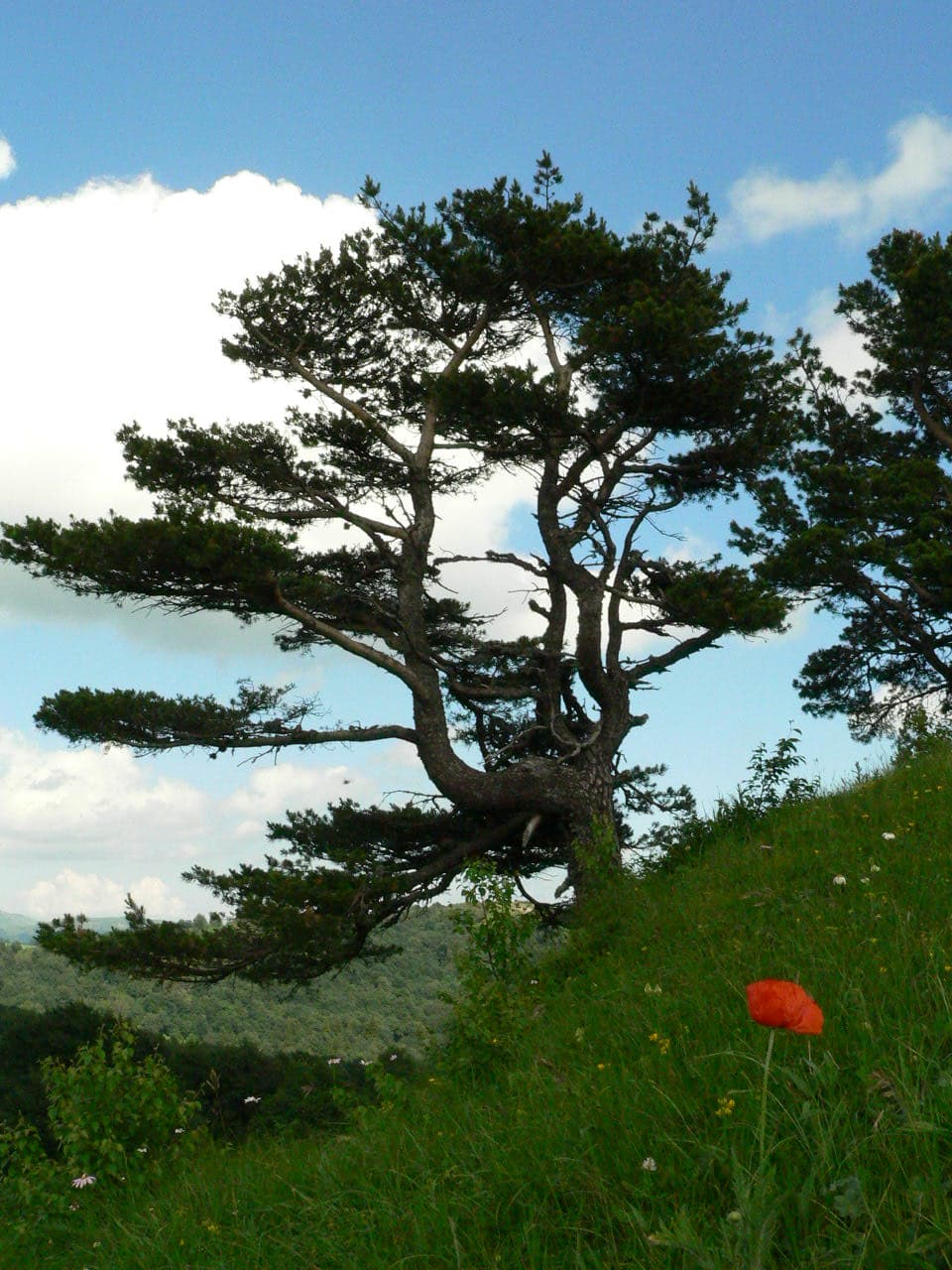 A pine tree on a grassy hillside with a clear blue sky and scattered clouds