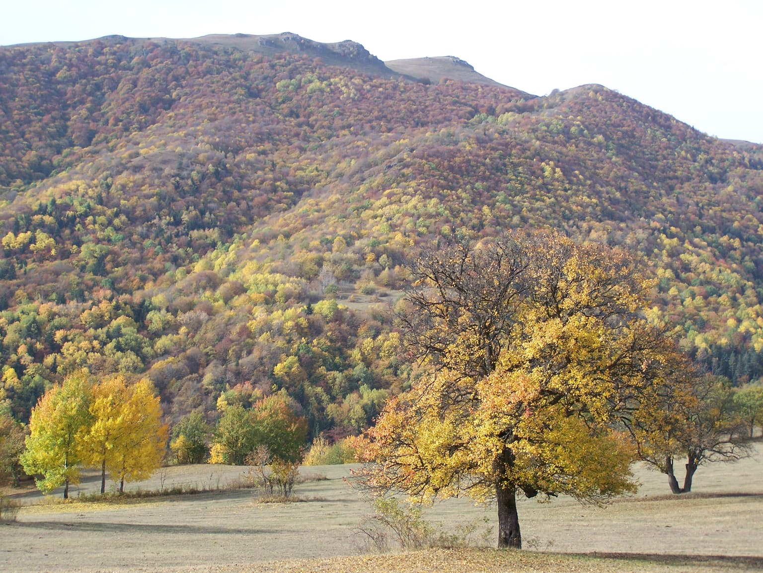 Rolling hills covered in autumn-colored trees with scattered trees in a field foreground