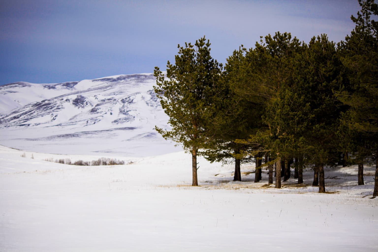 Snow-covered mountain range with scattered pine trees in a valley