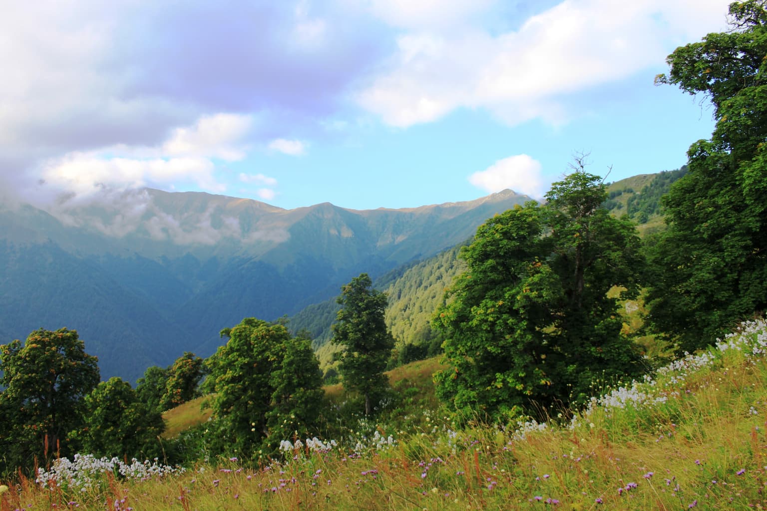 Green forest with wildflowers in the foreground, rolling mountains in the background, and a partly cloudy sky.