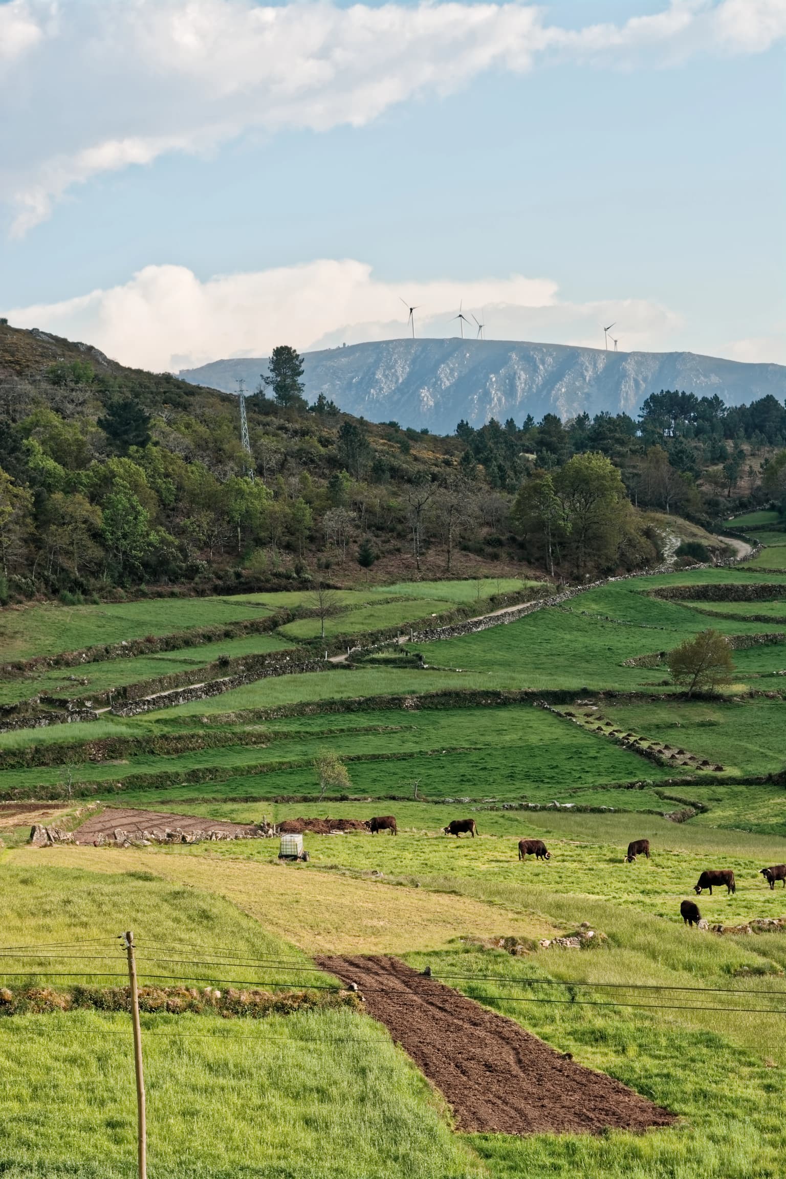 Grassy fields with cows grazing, stone walls, rolling hills, and mountains in the background under a partly cloudy sky