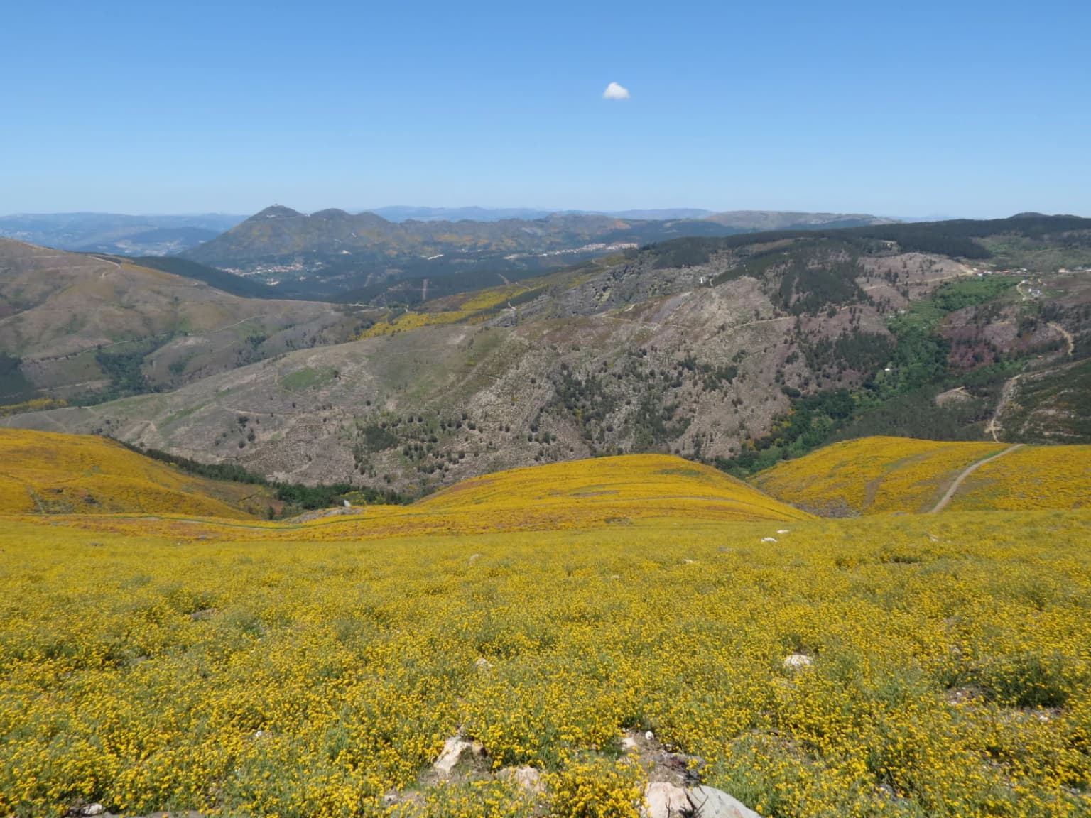 Yellow wildflowers covering rolling hills under clear blue sky with distant mountains