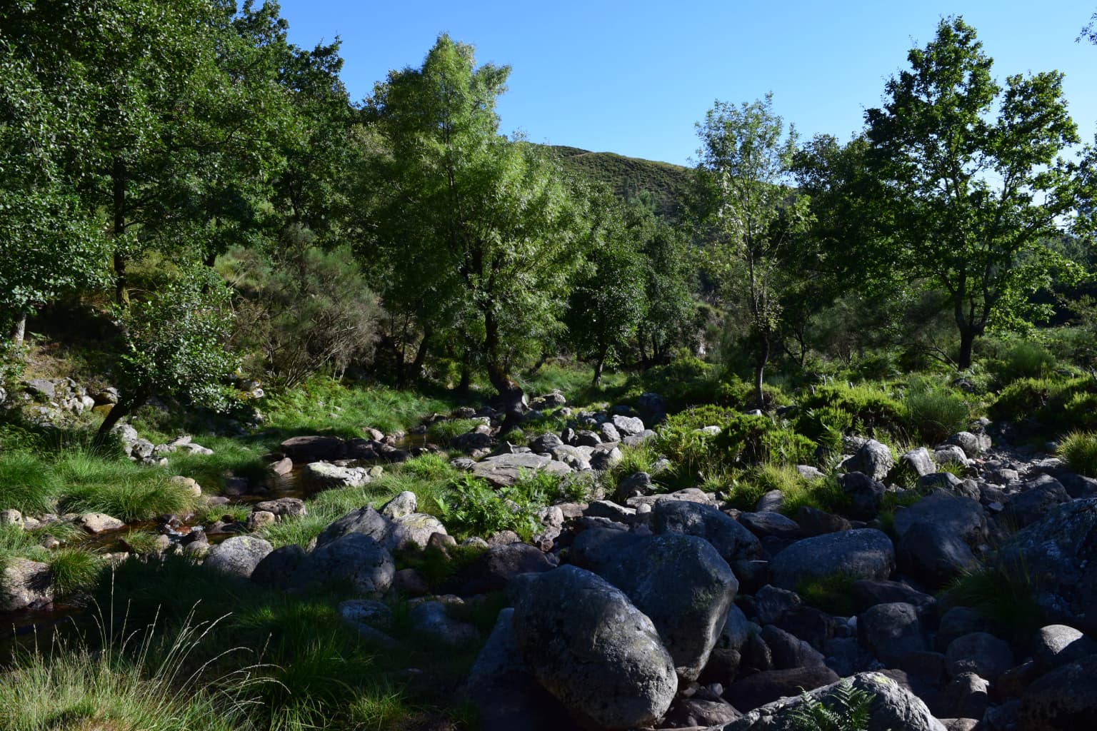 Rocky stream surrounded by large boulders and dense green trees under a clear blue sky
