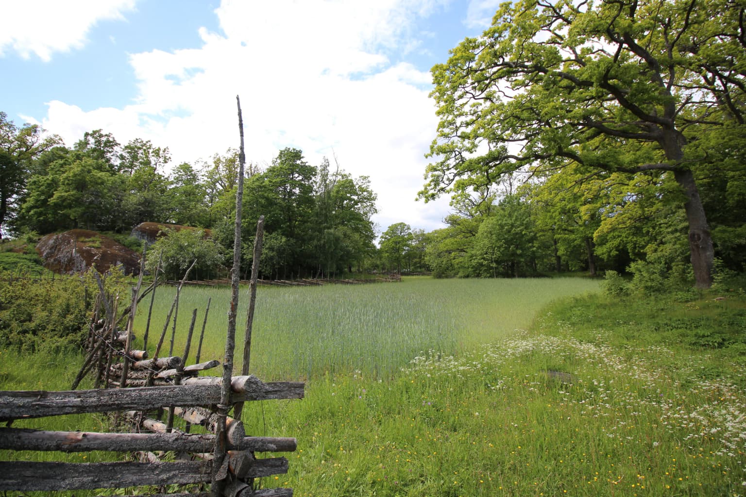 Grassy field bordered by weathered wooden fence with dense forest and large tree in background under partly cloudy sky