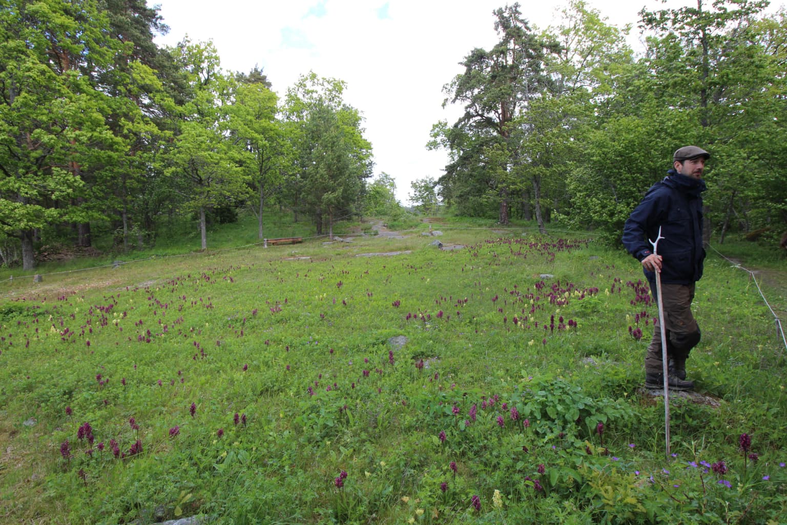 Man with walking stick standing in a grassy field with purple flowers and trees