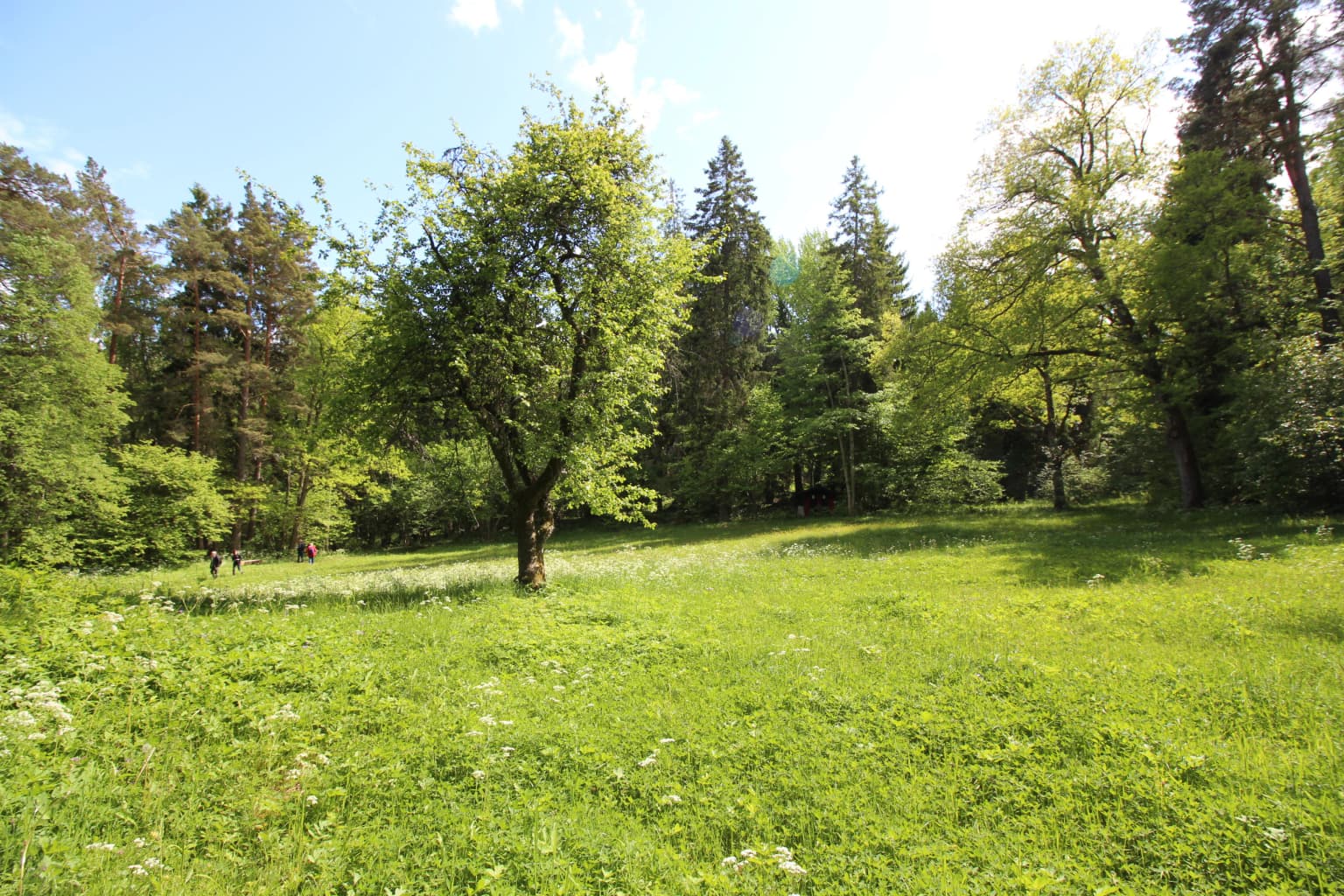 Green meadow with scattered trees and forest background under blue sky with clouds