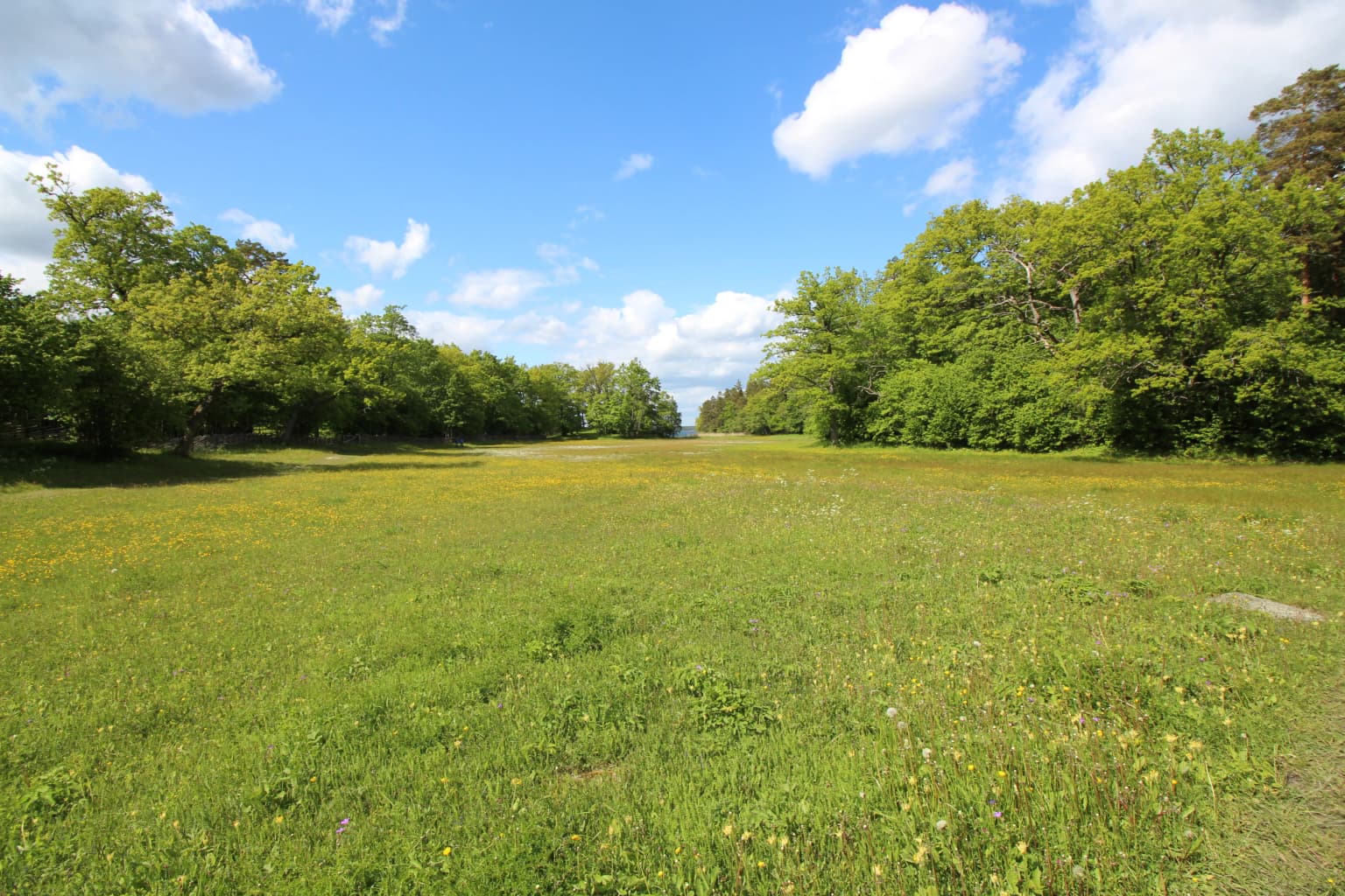 Wide green meadow with scattered yellow wildflowers, bordered by dense forest, under blue sky with white clouds