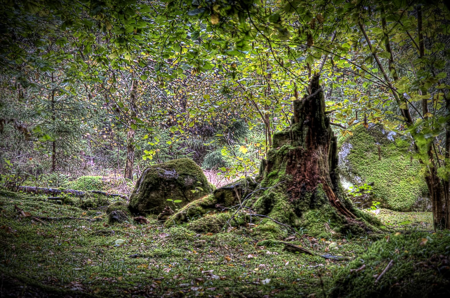 Moss-covered tree stump surrounded by green vegetation and rocks in a forested area