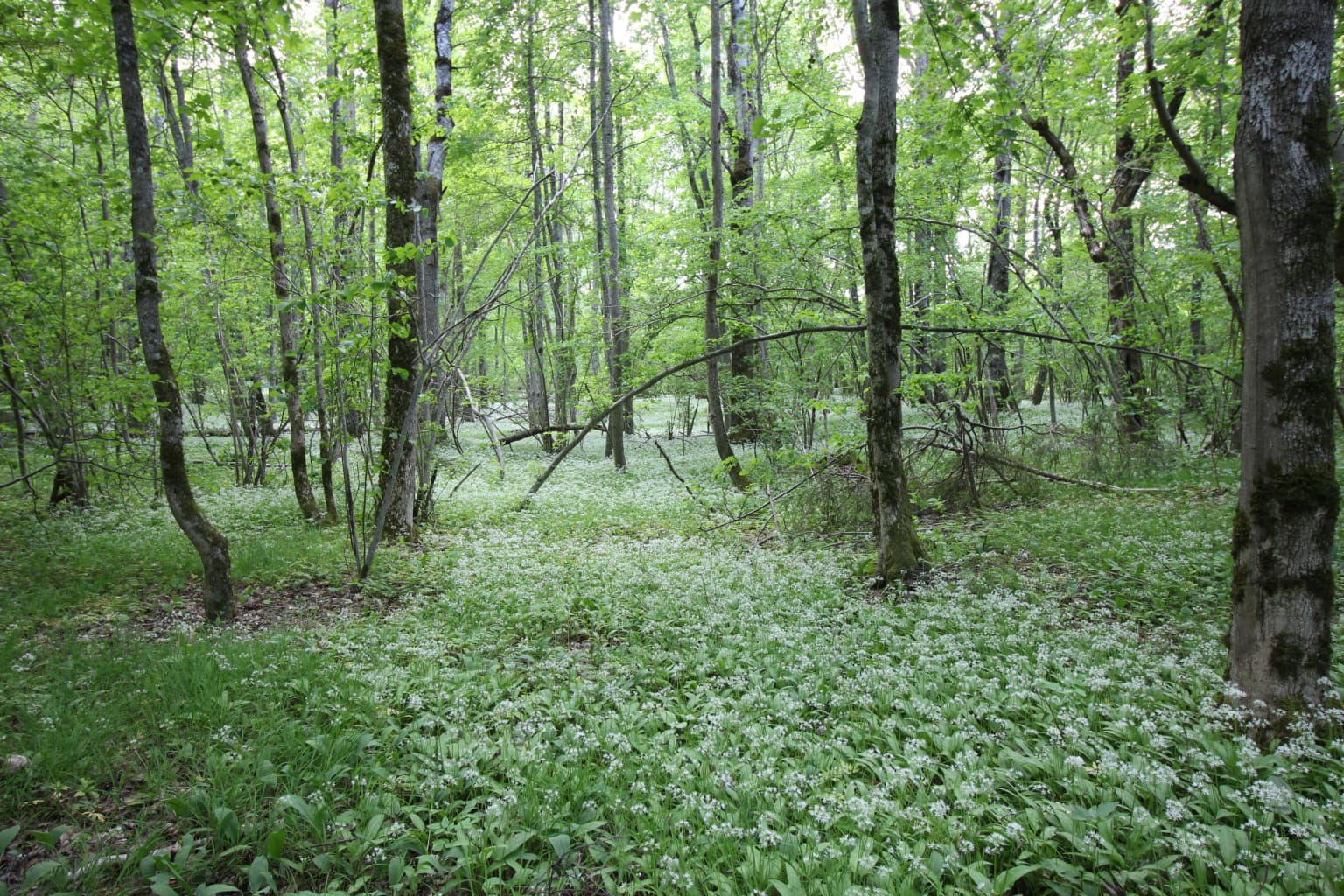 A forest scene with tall trees, green undergrowth, and white wildflowers on the forest floor