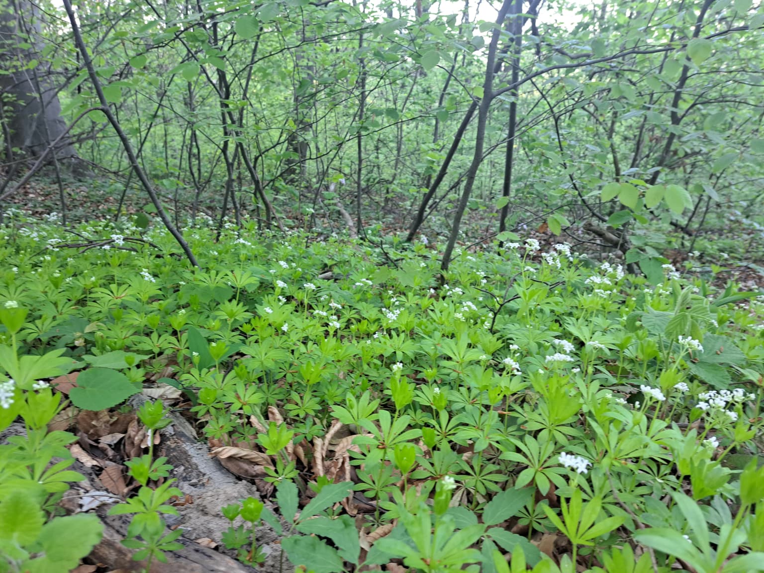 Green forest floor with dense vegetation, small white flowers, and fallen branches under a canopy of trees
