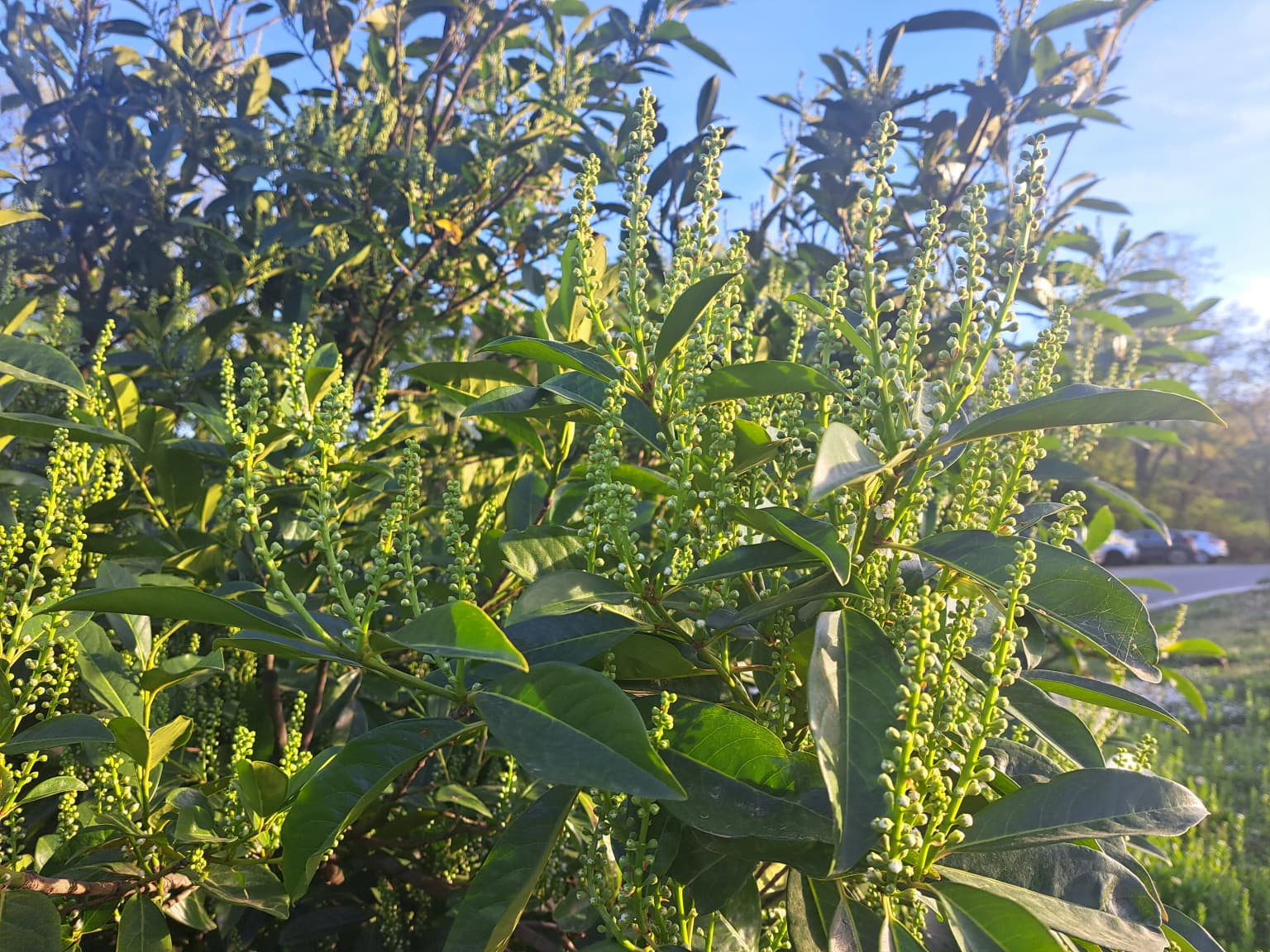 Close-up of green leaves and small green flower buds on a bush with a blurred background of trees and sky