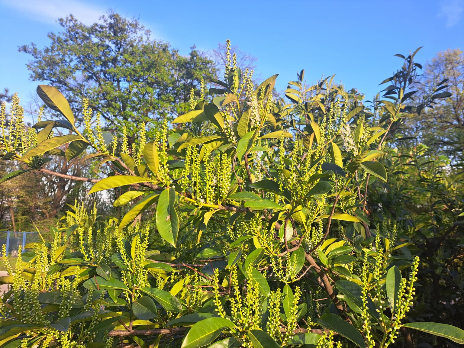 Close-up of green leafy shrub with small yellow flower buds under blue sky
