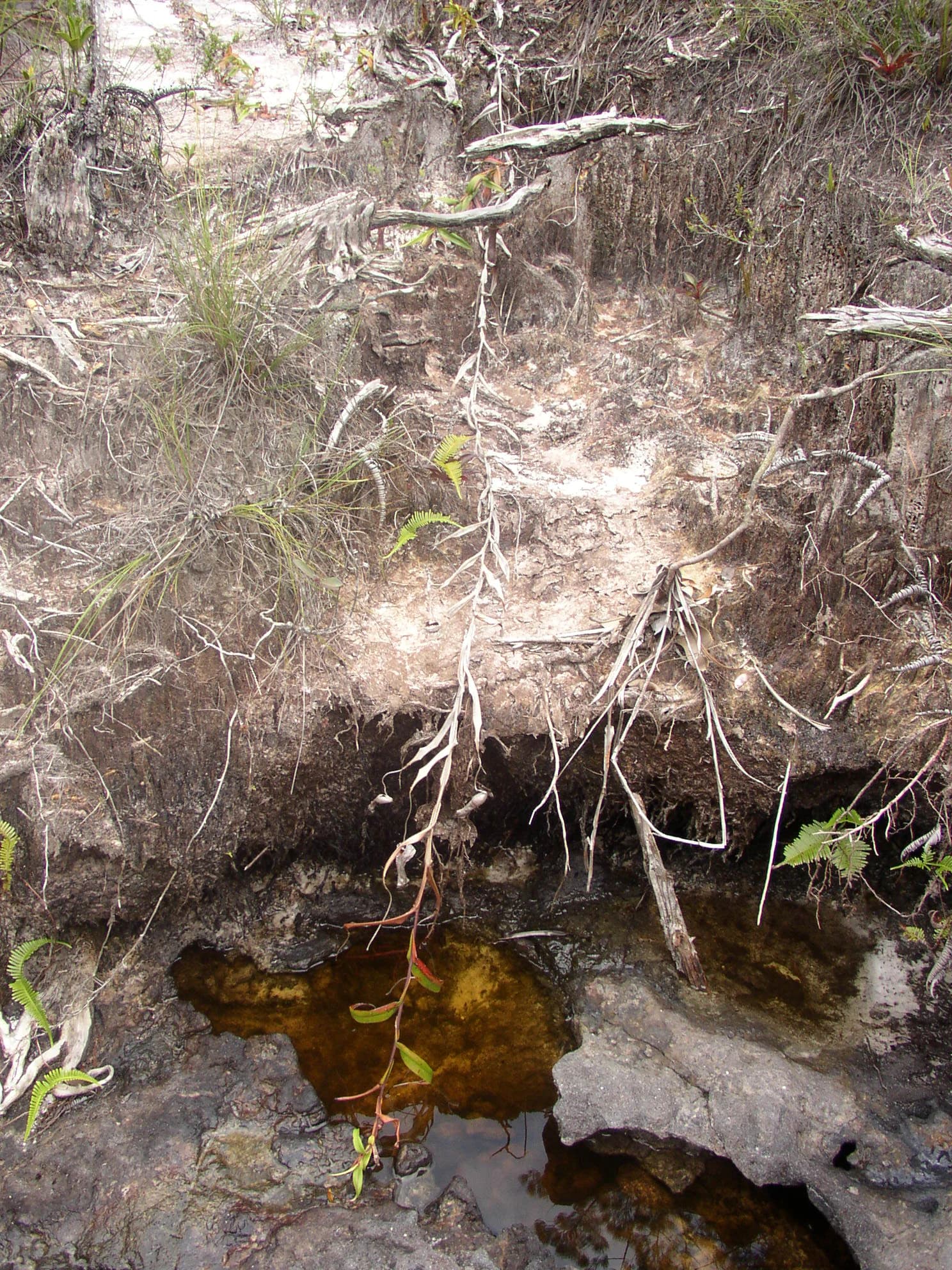 Nepenthes gracilis plant with thin stems and leaves growing near a small muddy water pool with exposed roots and vegetation