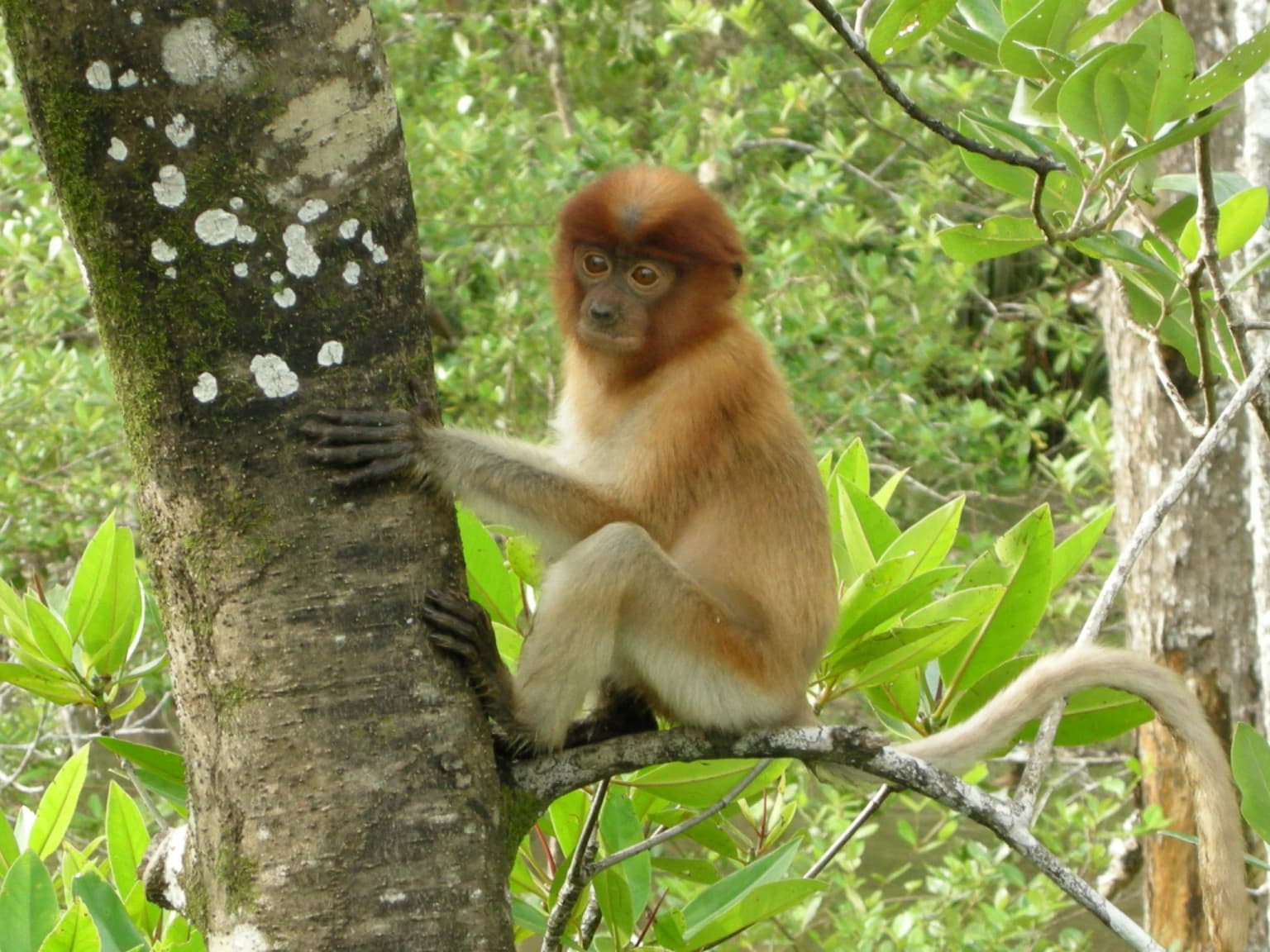 Juvenile Proboscis Monkey.jpg