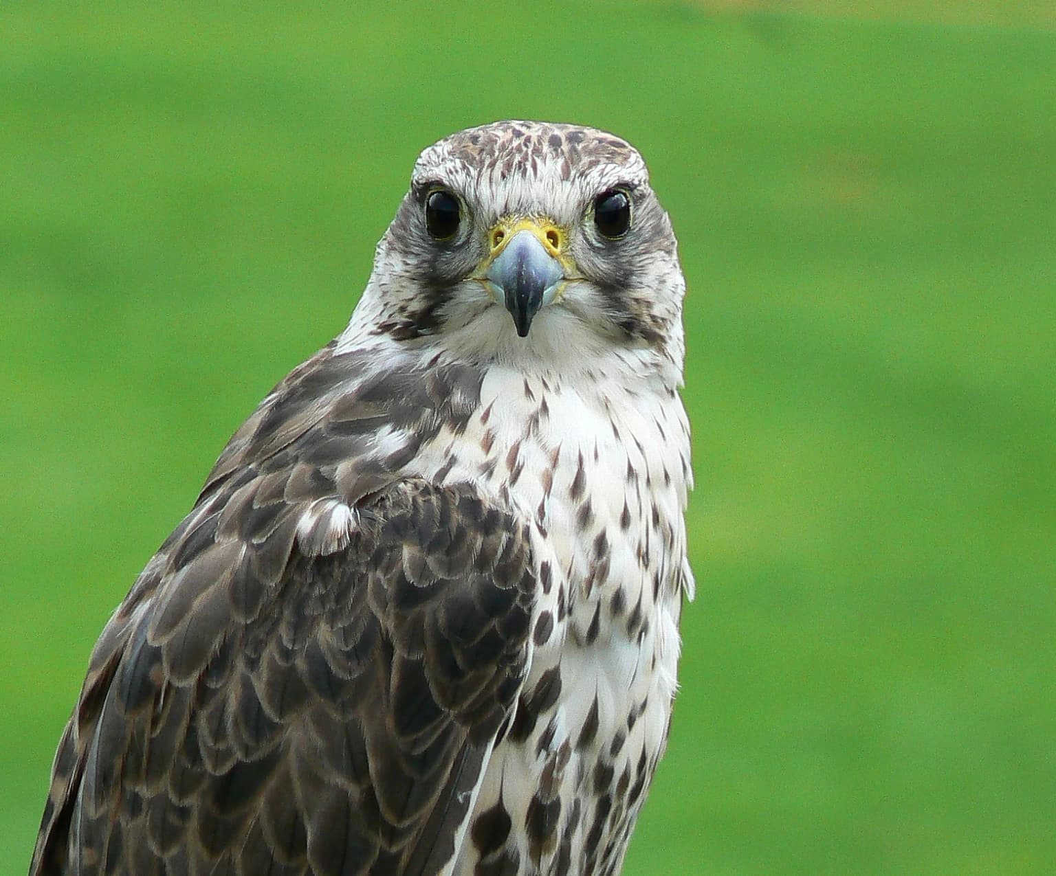 Close-up of a Saker Falcon with speckled brown and white plumage, yellow beak, and dark eyes against a green background