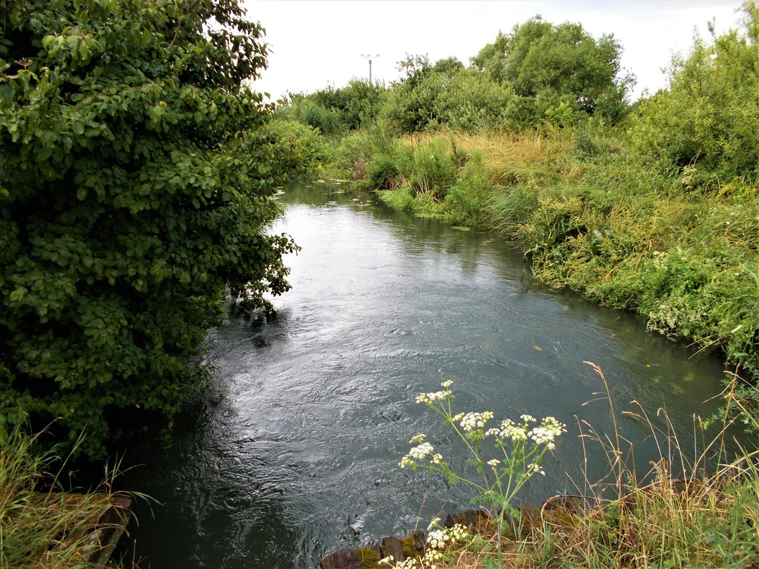 A river flowing through lush green vegetation with wildflowers in the foreground