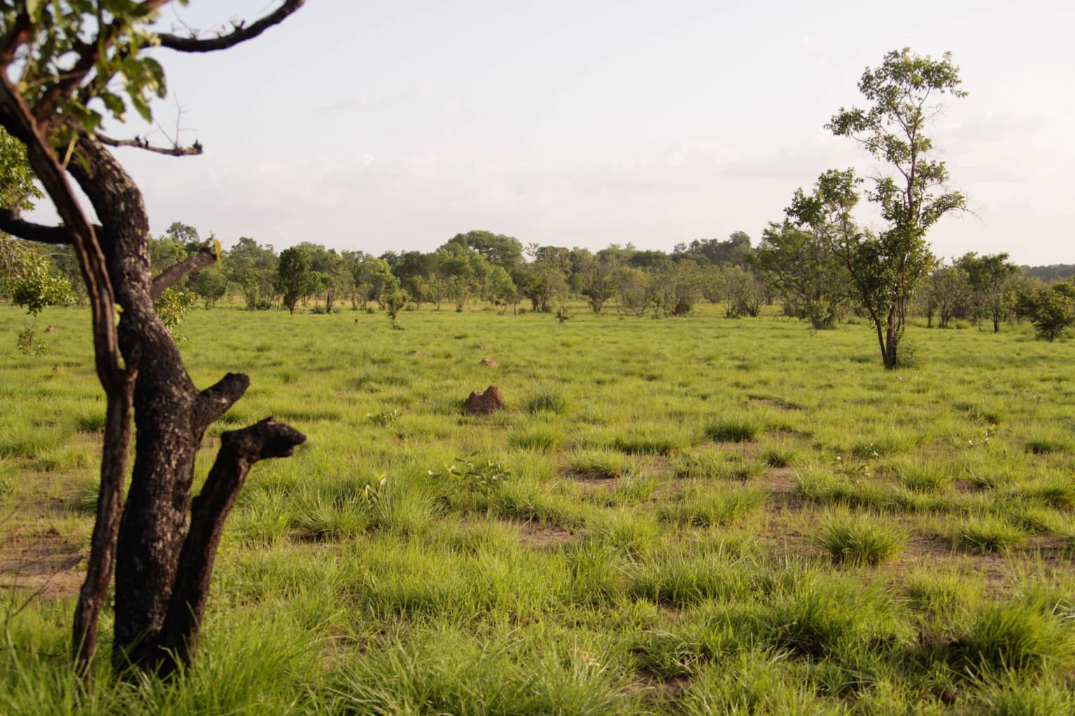 Comoe Savannah 2.jpg