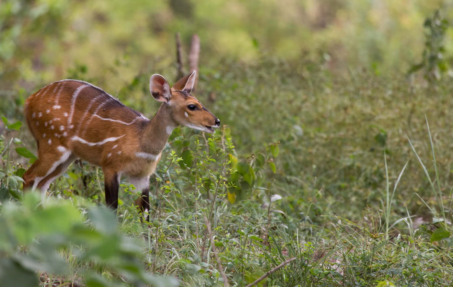 Comoe Bushbuck.jpg
