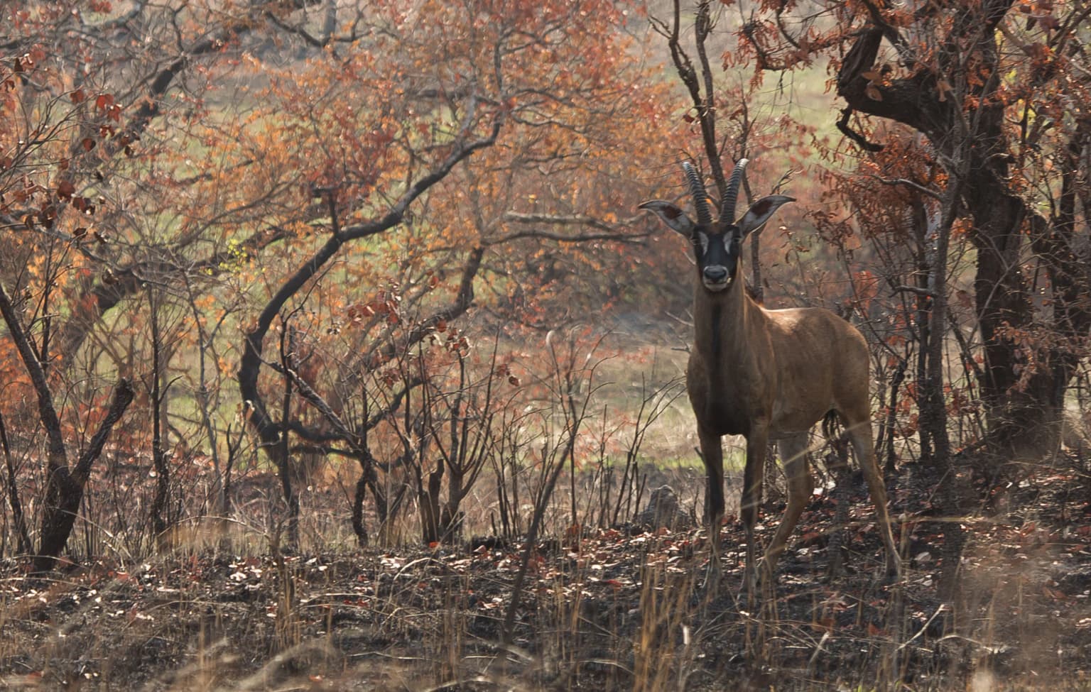 Comoe roan antelope.jpg
