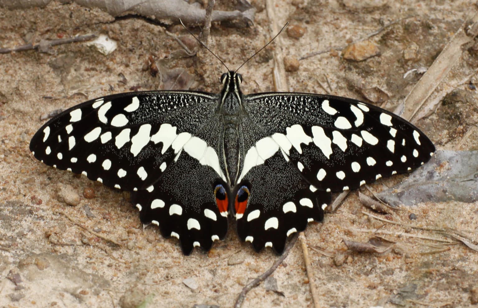 Papilio demoleus Linnaeus, 1758, Lime Swallowtail