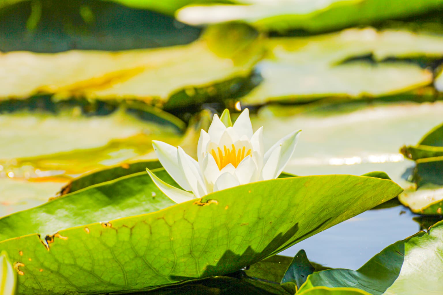 Close-up of white water lily with yellow center on green lily pad surrounded by water and other lily pads.