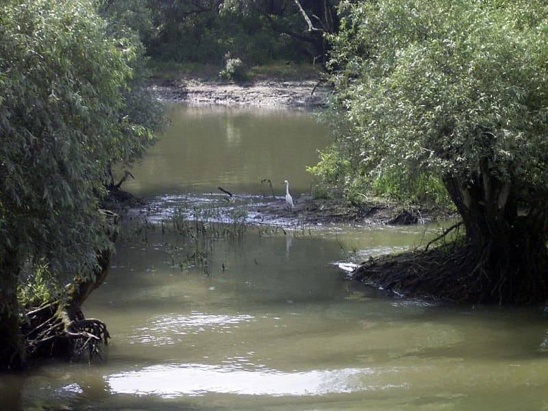 A river channel surrounded by trees with a white bird standing on the bank