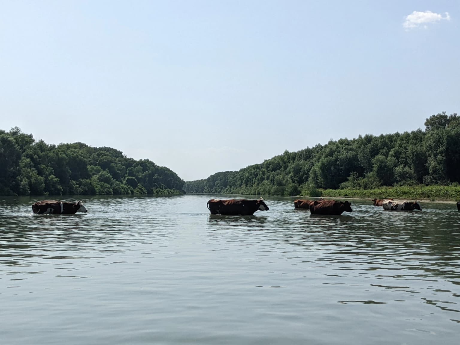 Cows wading through a wide river with dense green forest on both sides under a clear sky