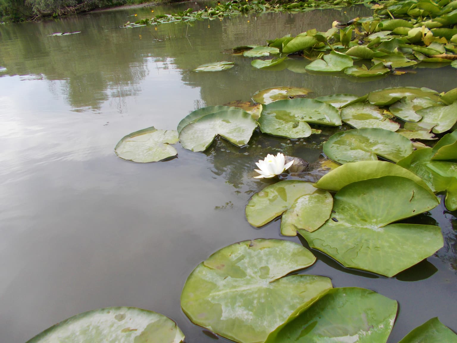 White water lily flower with green lily pads floating on calm water