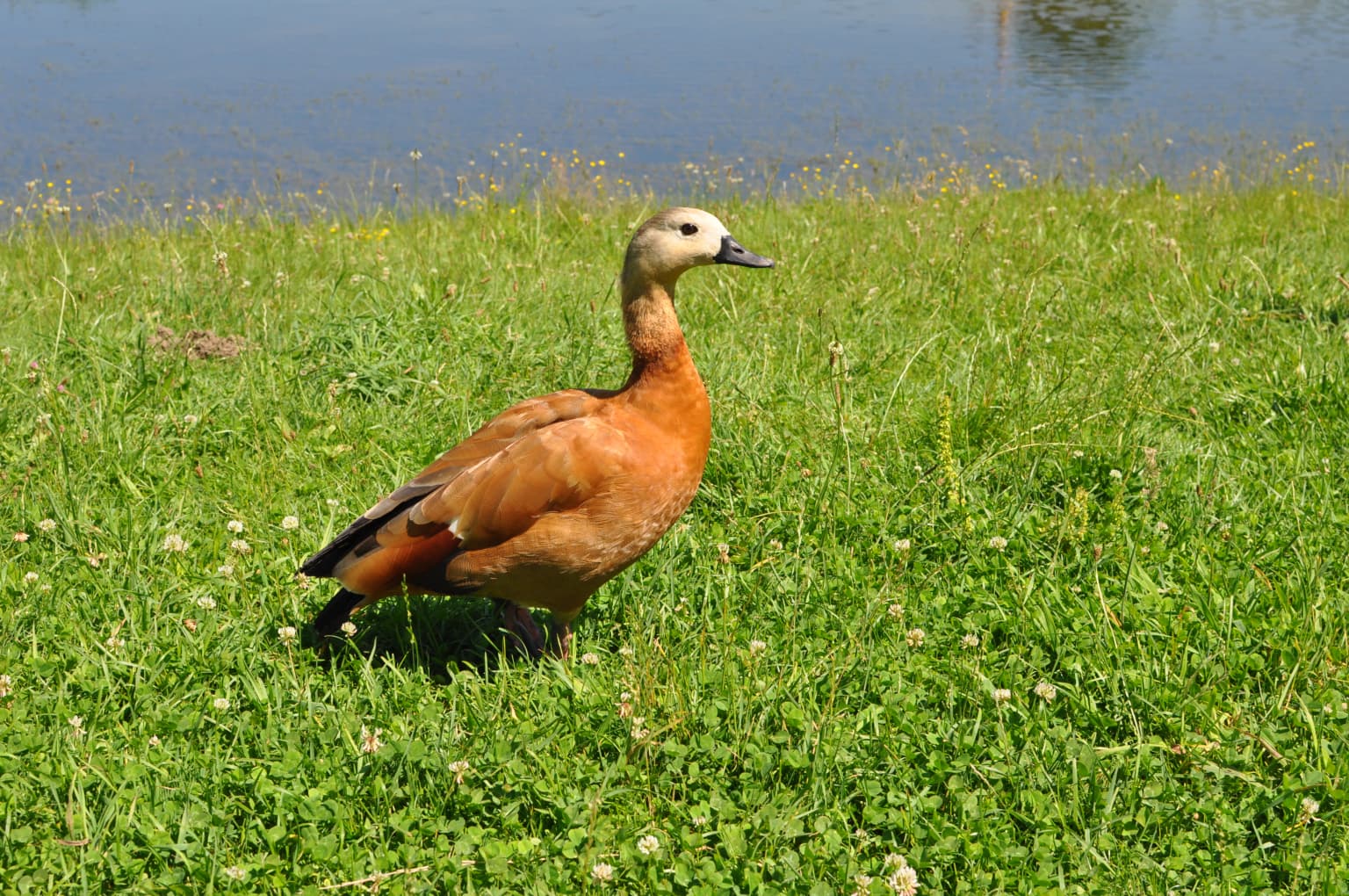 A Ruddy Shelduck with brown and orange plumage stands on green grass near a body of water