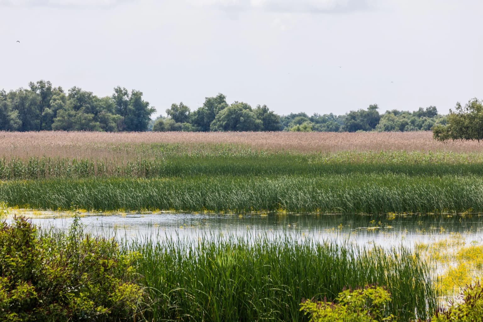A wetland landscape with tall reeds, water, and distant trees under a clear sky