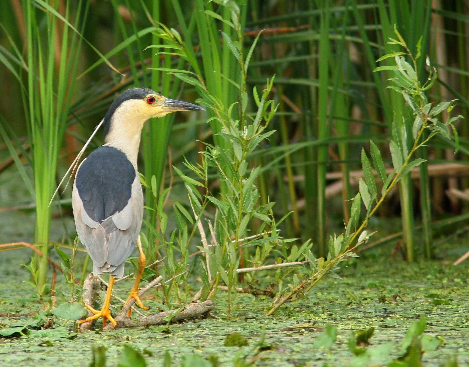 Black-crowned night heron with black head, gray body, and yellow eyes standing on a branch in a wetland environment with tall green grasses