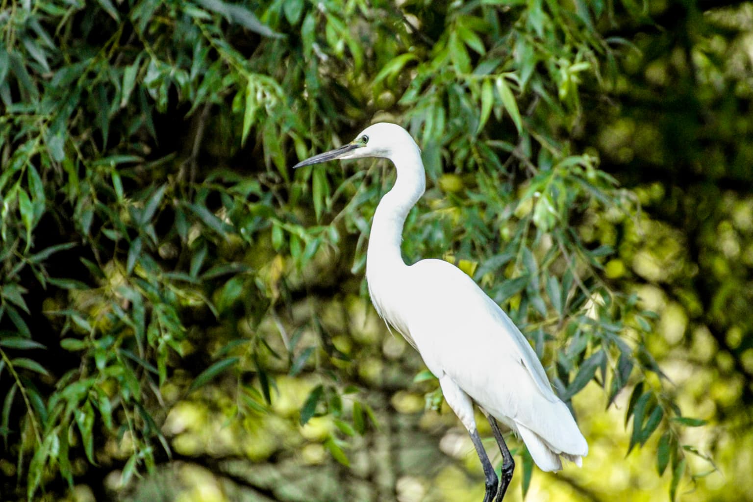 White Little Egret perched on a branch with green leaves in the background