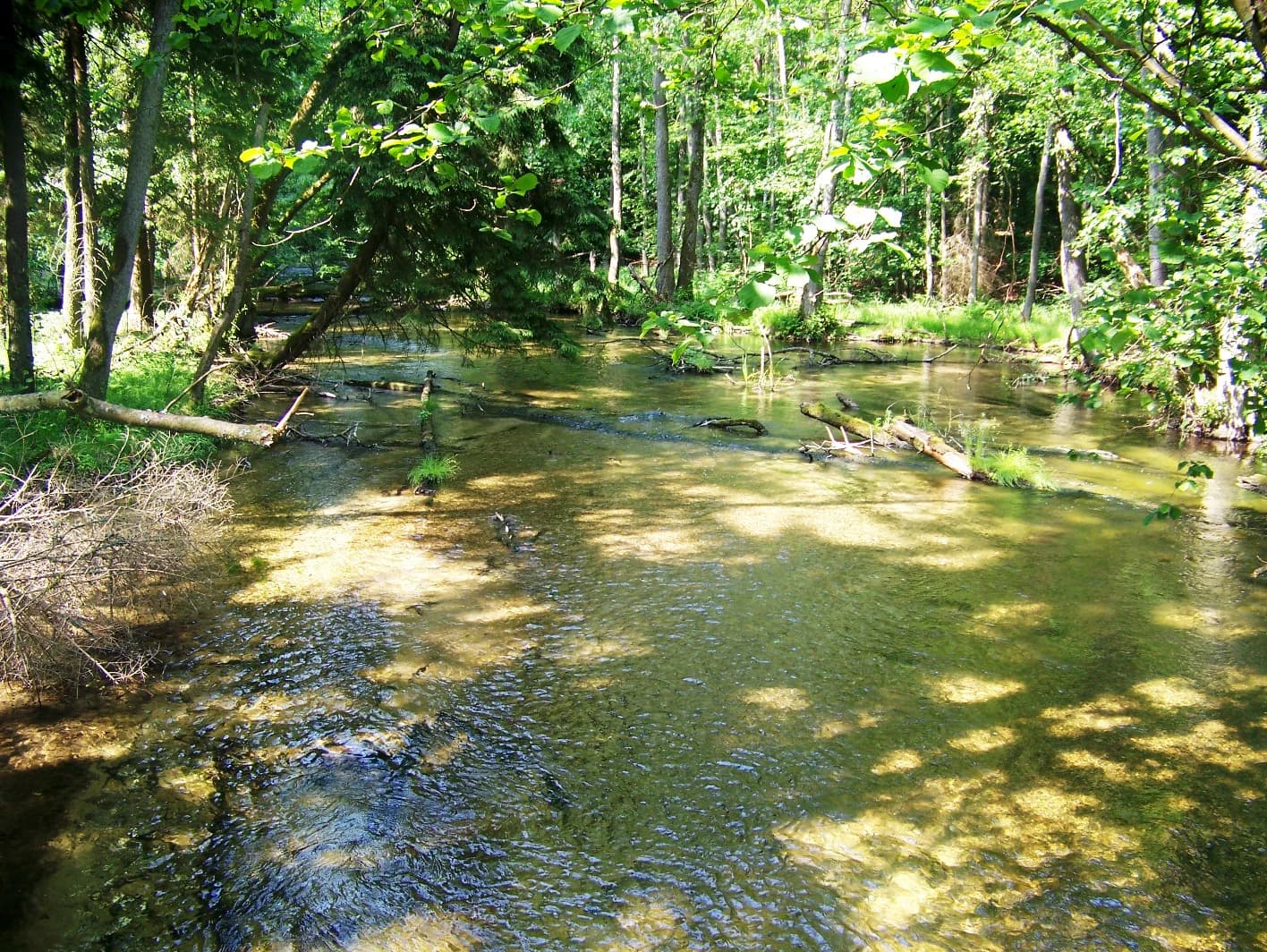 Shallow stream flowing through forest with dappled sunlight and lush green vegetation