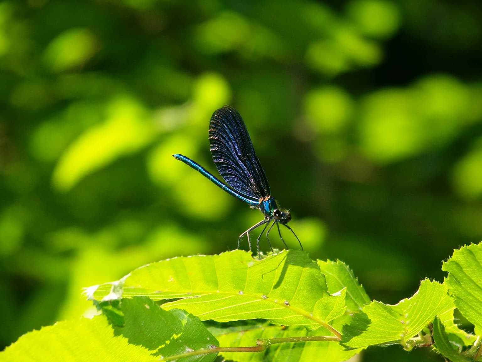 Blue dragonfly resting on a green leaf with blurred foliage background