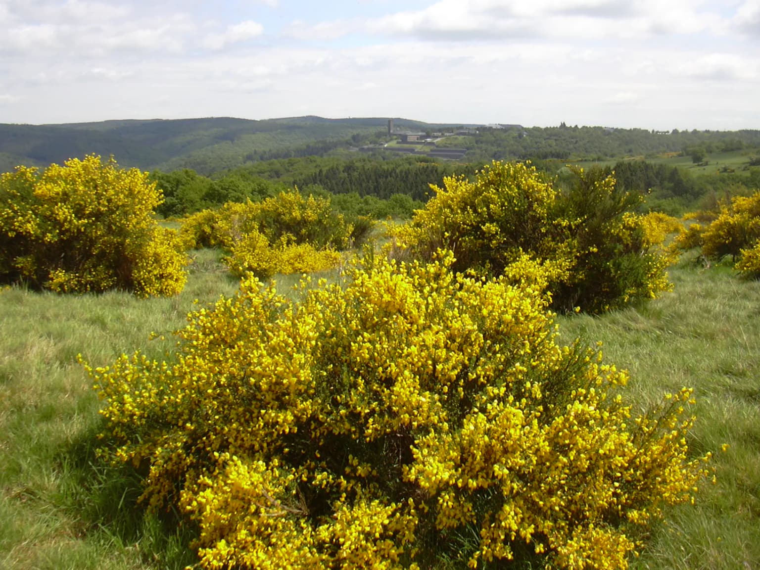 Grassy field with yellow flowering bushes and rolling hills under a partly cloudy sky
