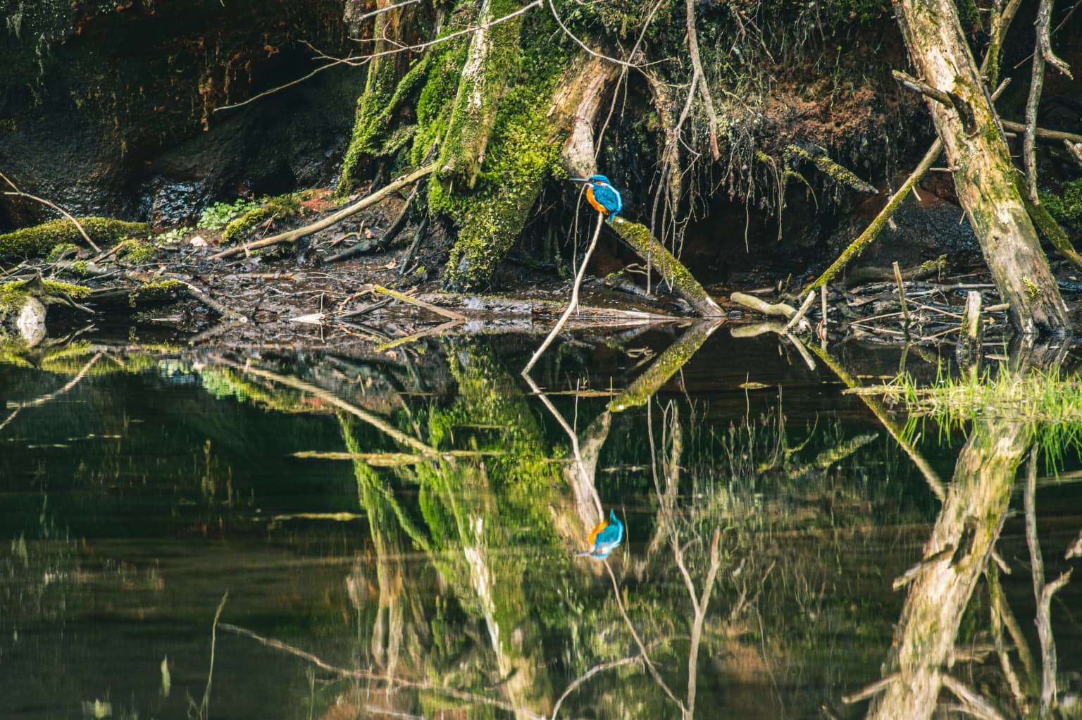 Blue kingfisher bird perched on a branch above calm river with reflection, surrounded by moss-covered trees