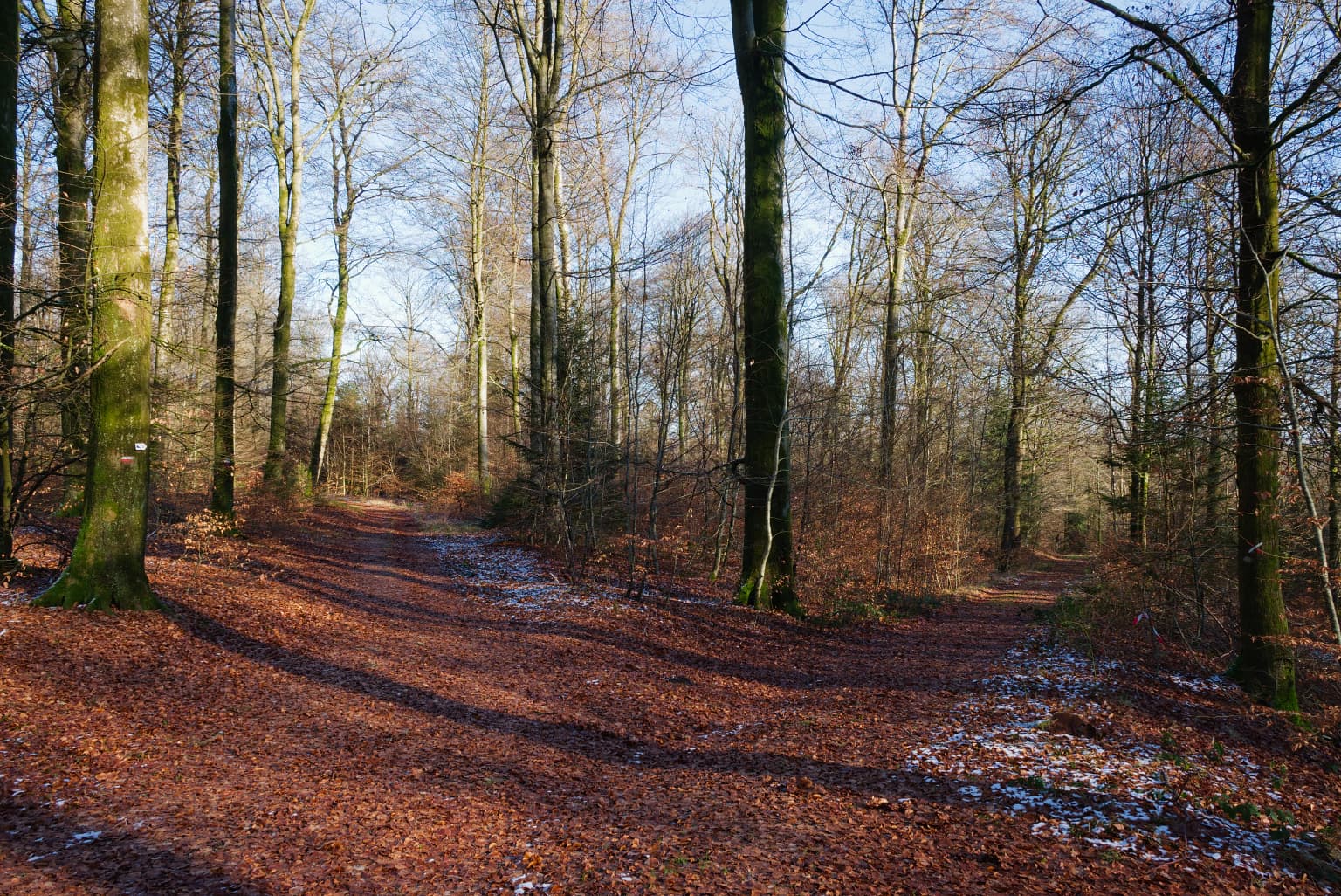 Forest trail intersection with leaf-covered ground and tall trees under a clear sky