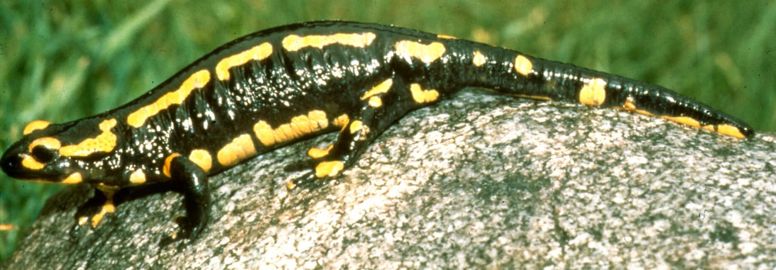 A barred fire salamander with black and yellow markings on a rock