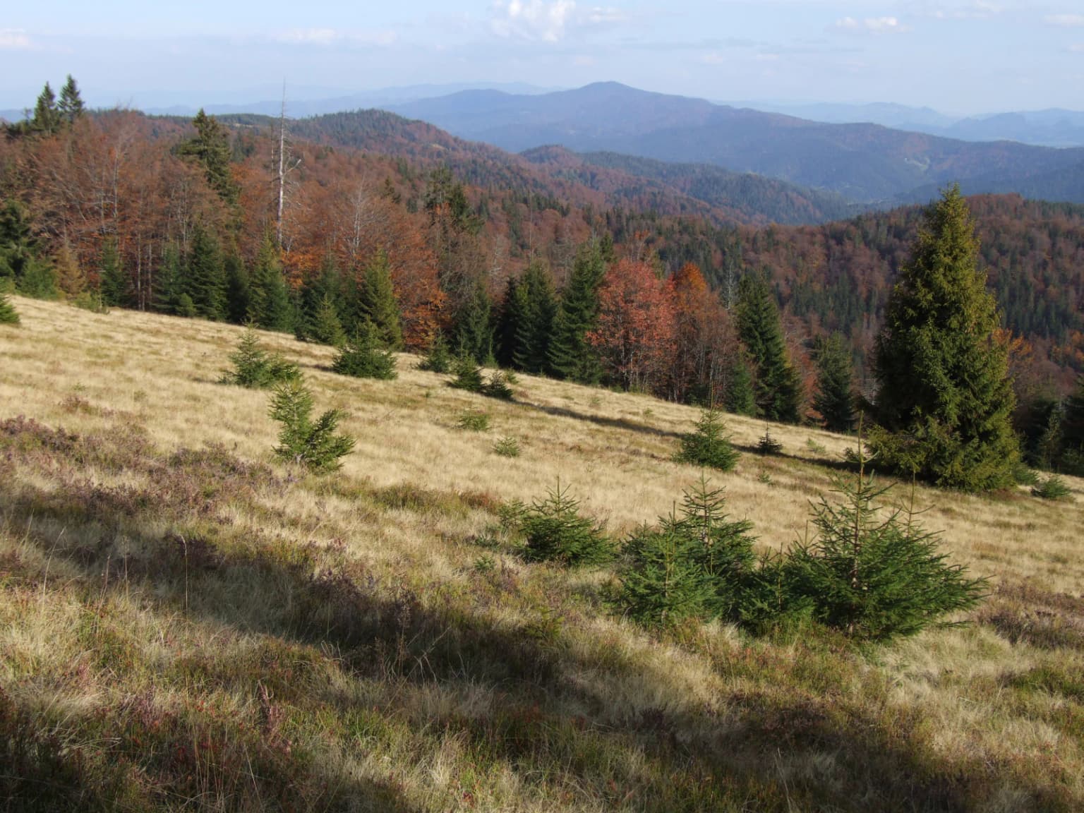 Grassy meadow with scattered small trees and shrubs, surrounded by forested hills and mountains in the distance, showing autumn colors
