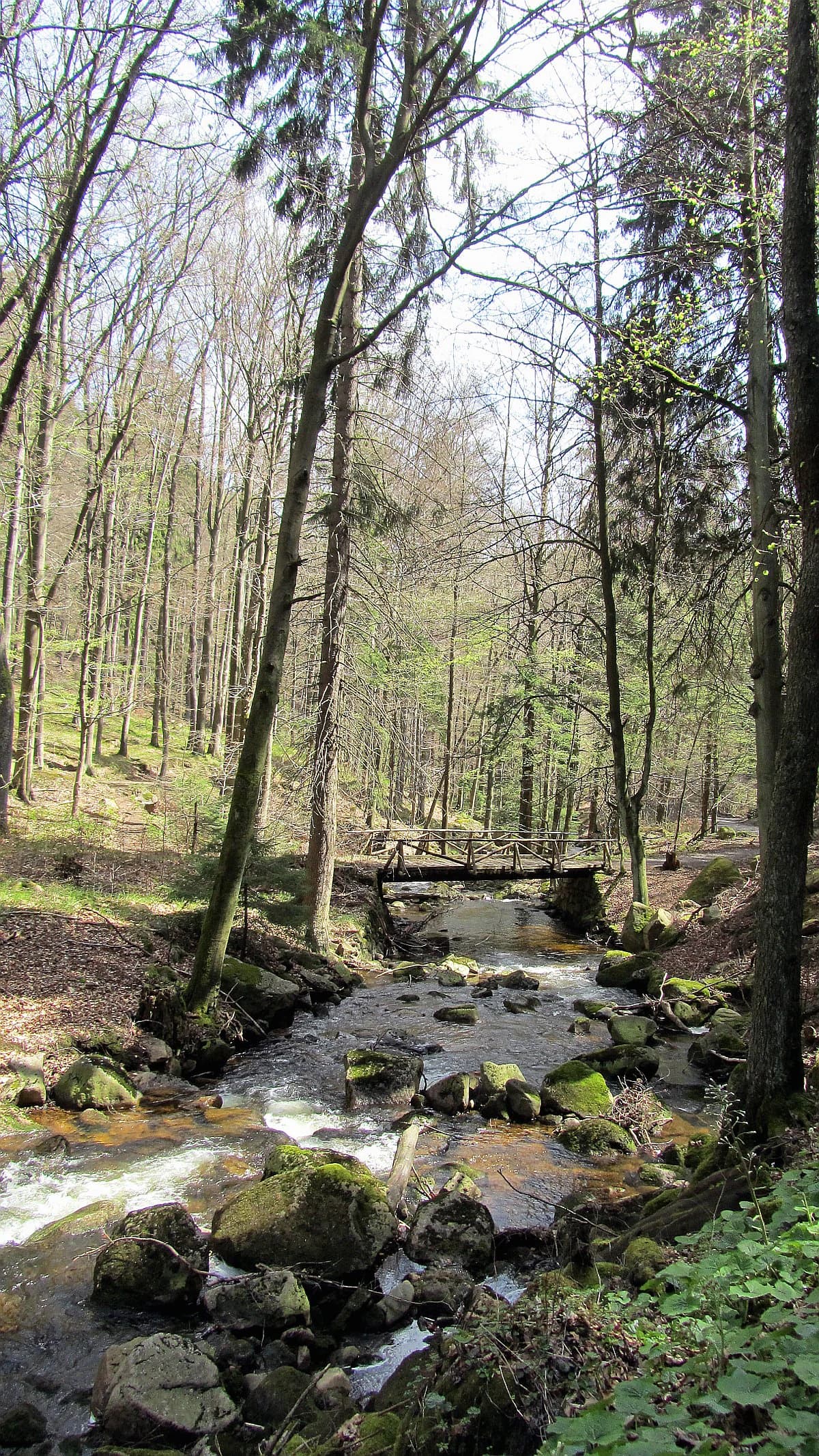 A mountain stream with rocks and moss flowing through a forested area featuring tall trees and a wooden bridge