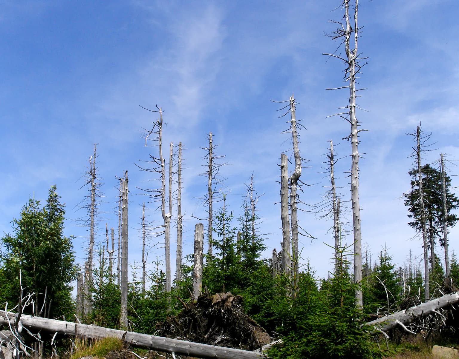 Dead spruce tree trunks standing among green regenerating forest under a blue sky with light clouds