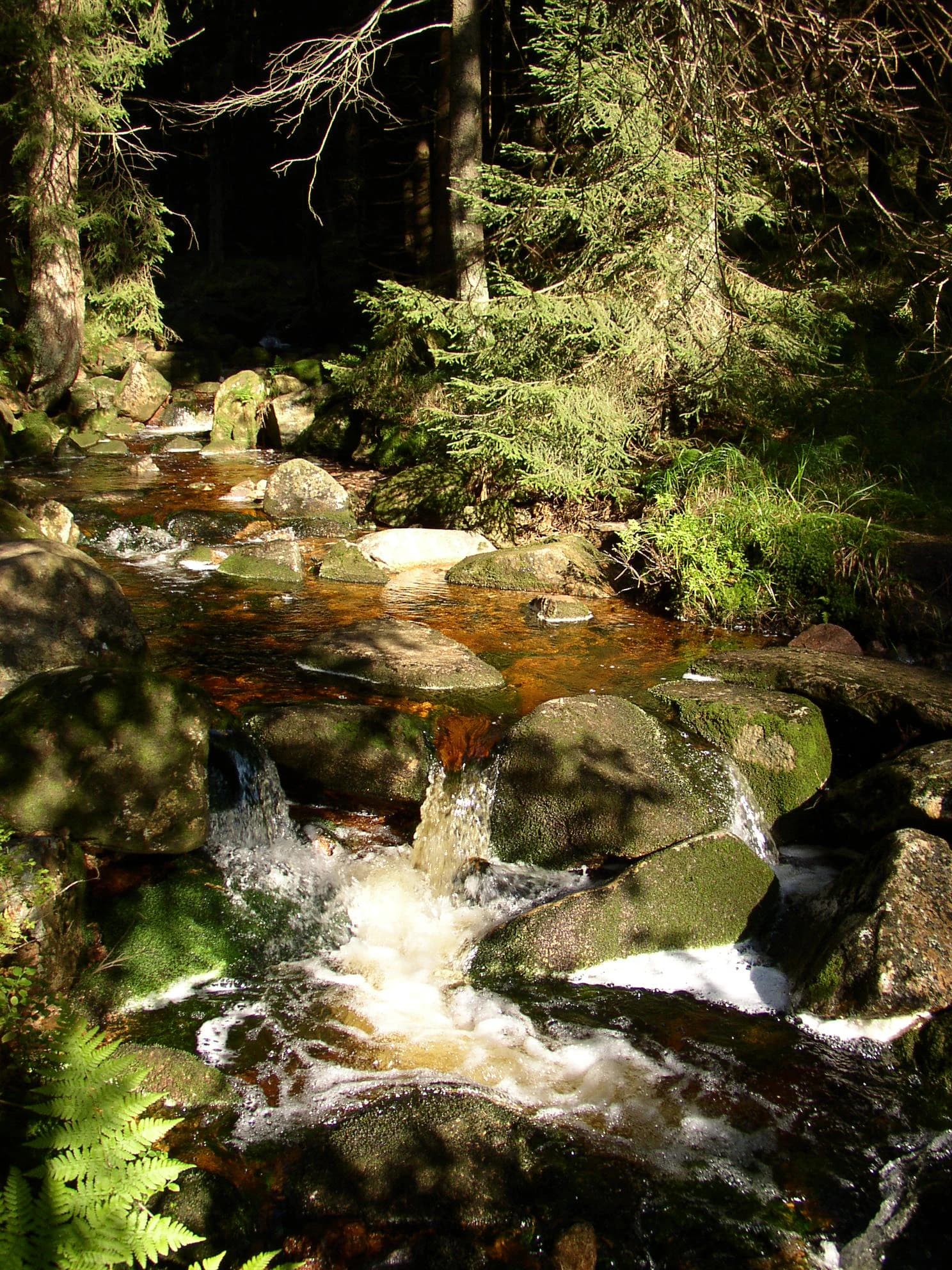 Forest stream with flowing water over moss-covered rocks surrounded by evergreen trees and ferns