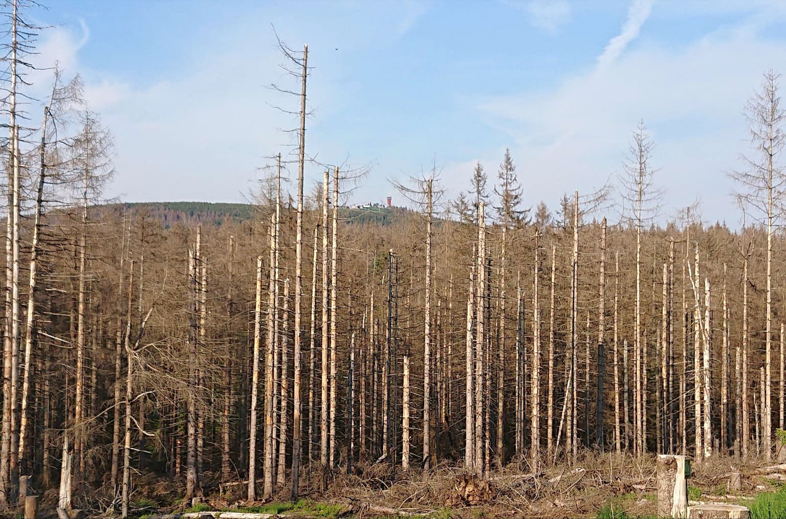 Tall, leafless trees in a forest with a distant mountain under a partly cloudy sky