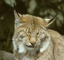 A lynx with closed eyes, brown fur, and tufted ears in a forest environment