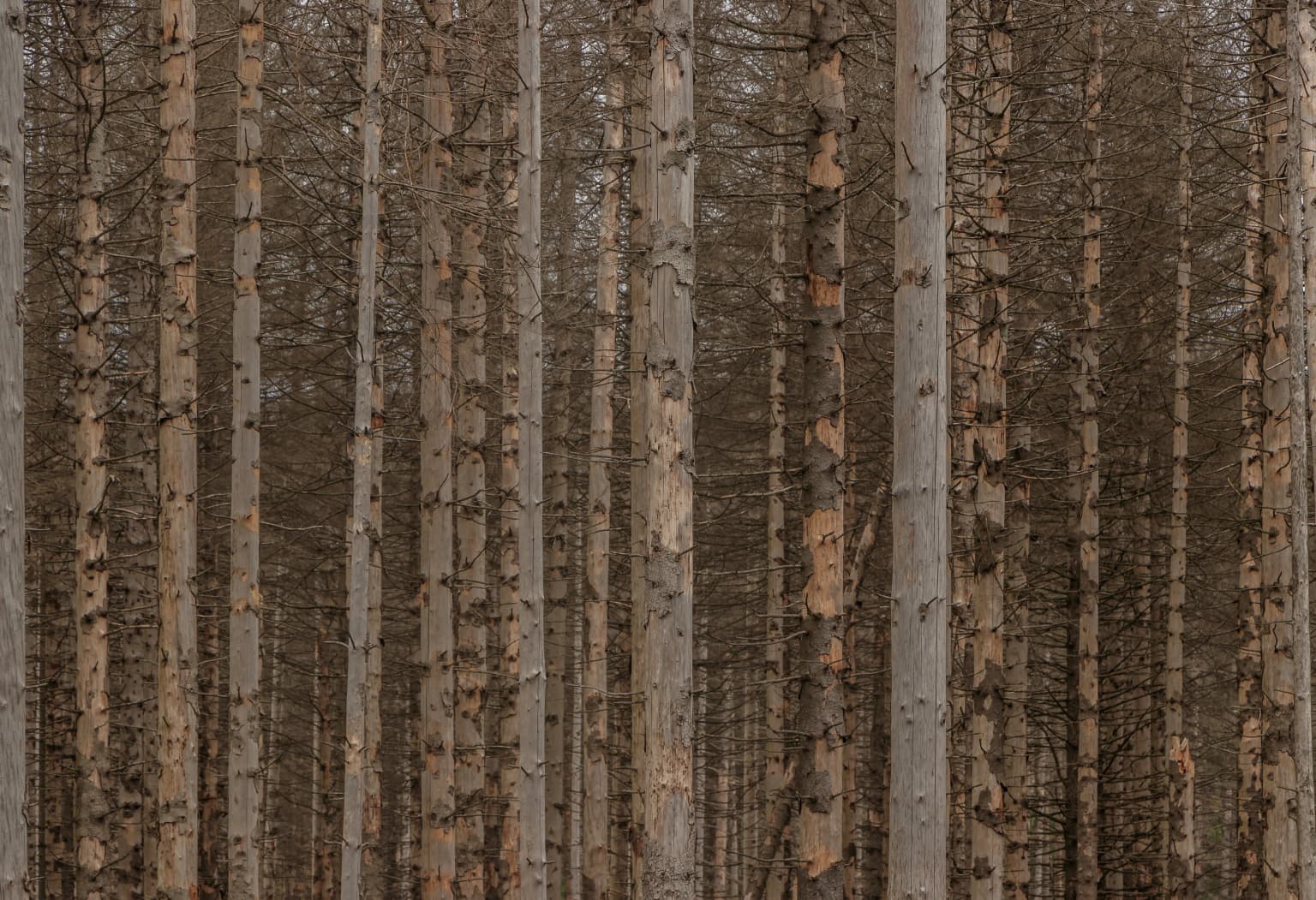 Tall dead spruce trees with brown and gray trunks in a dense forest