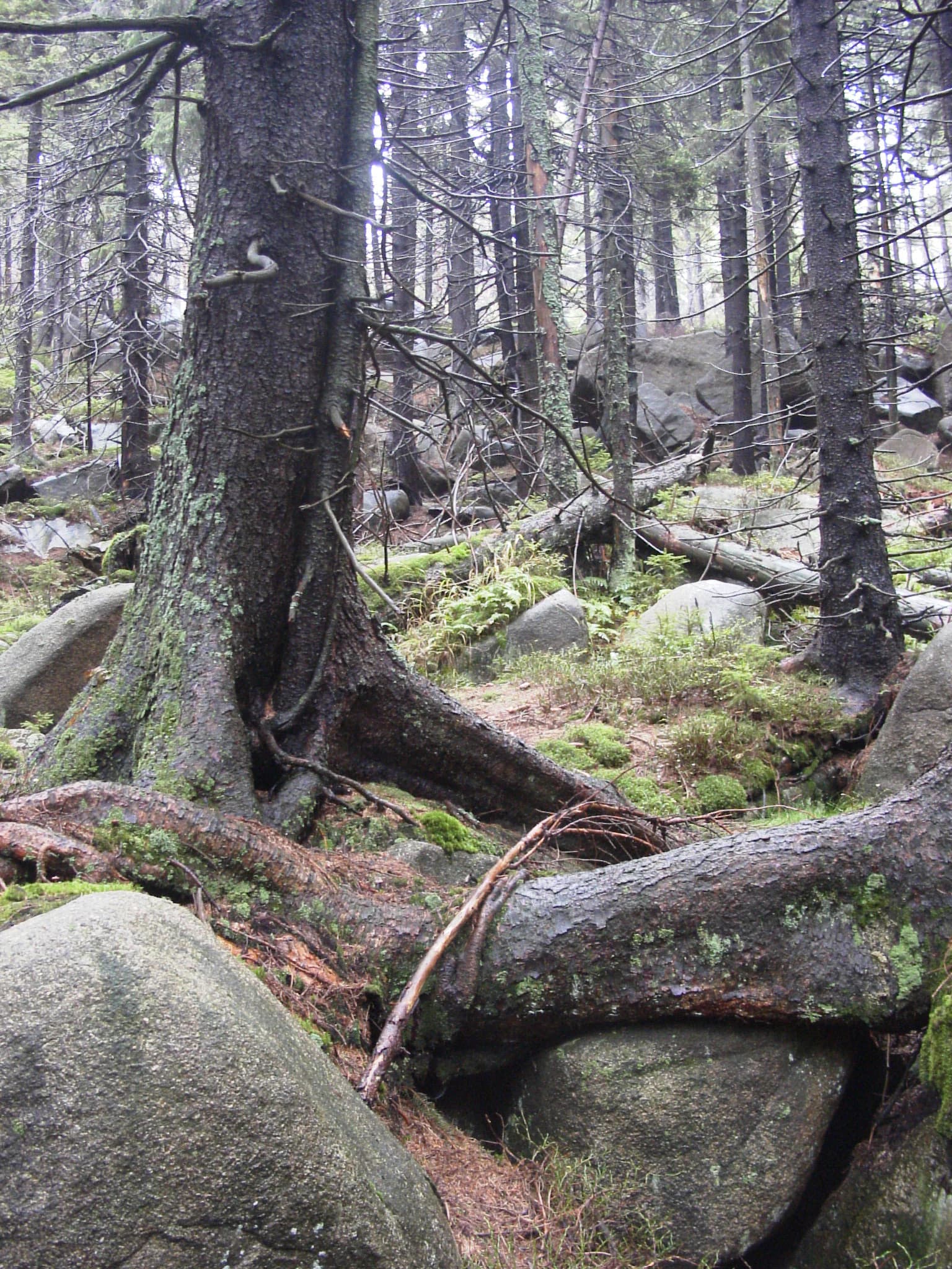 Moss-covered tree roots and rocks in a dense forest