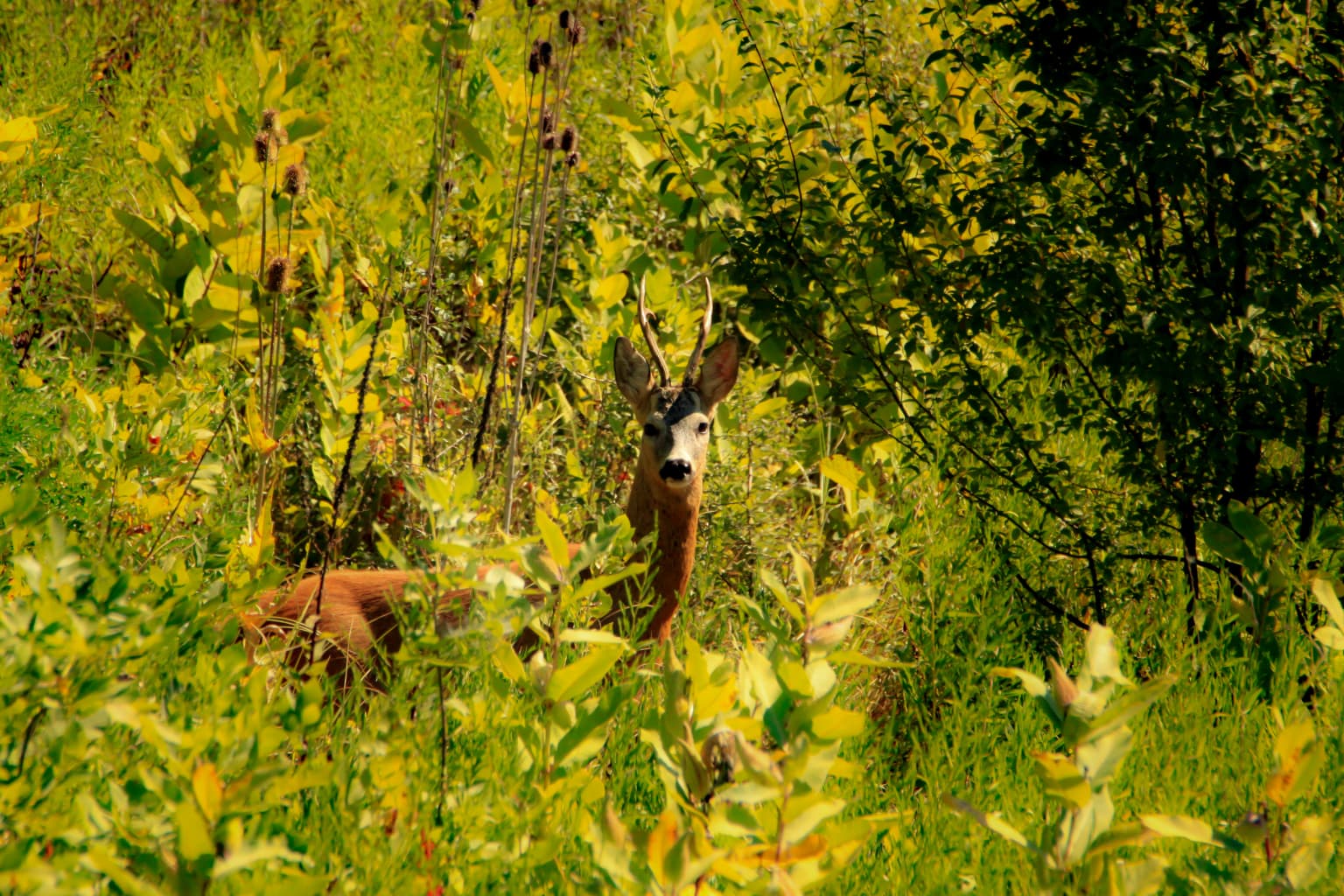 Roe deer standing among tall green plants and trees